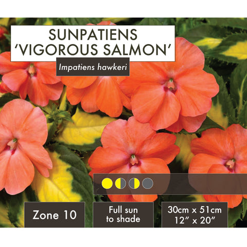 Live Plant - Sunpatiens, Vigorous Salmon