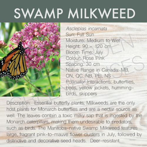 Live Plant -  Milkweed, Swamp