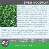 Sweet Woodruff - Set of 5 in root developer pots