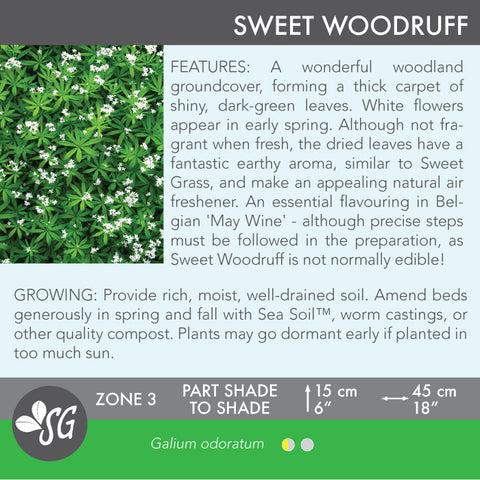 Live Plant - Sweet Woodruff