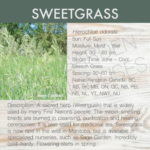 Live Plant - Sweetgrass