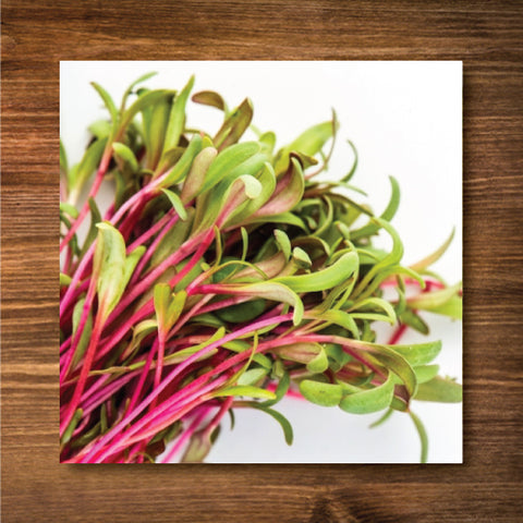 Swiss Chard Sprouting/ Microgreen Seeds - Certified Organic