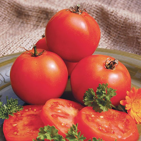 Tomato, Mountain Princess (Certified Organic Seeds)
