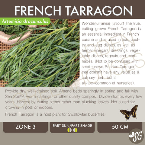 Live Plant - Tarragon, French