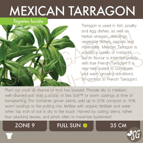 Tarragon, Mexican