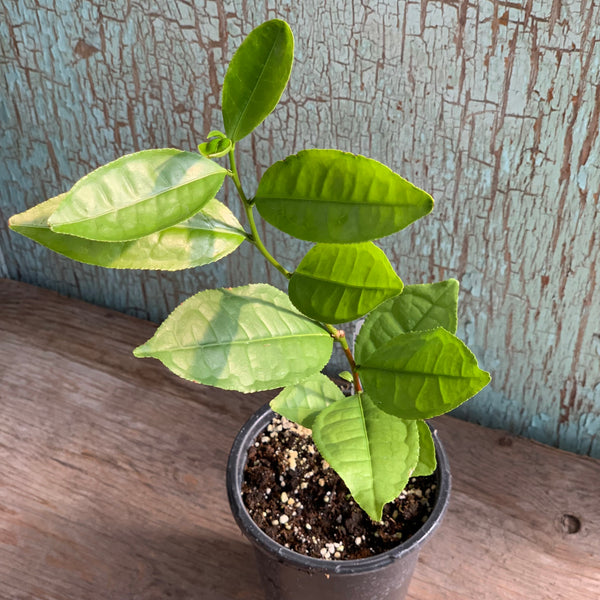 Live Plant - Tea Plant (Camellia sinensis)
