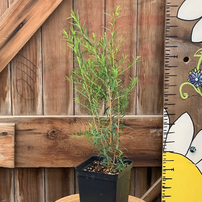 tea tree plant indoors Live Plant