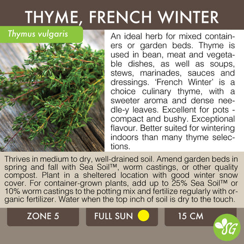 Live Plant - Thyme, French Winter