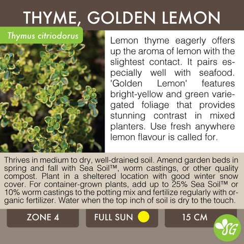 Live Plant - Thyme, Golden Lemon