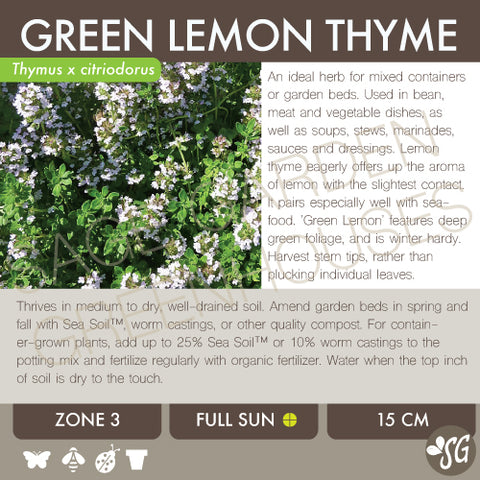 Live Plant - Thyme, Green Lemon