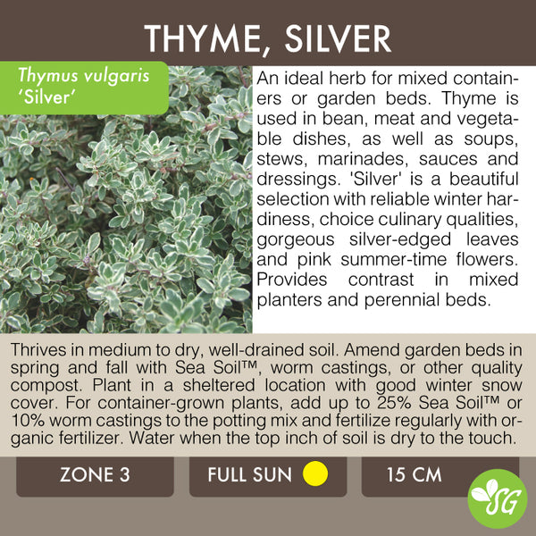 Live Plant - Thyme, Silver