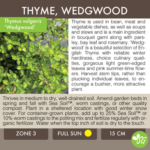 Live Plant - Thyme, Wedgwood (English)