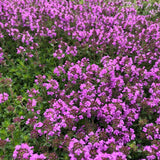 Creeping Thyme Tapestry - Mixed  50 cell tray