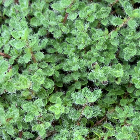 Live Plant - Thyme, Woolly