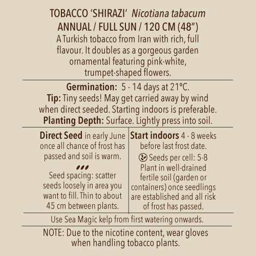 Seeds - Tobacco, Shirazi OG (SGH)