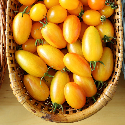 Seeds - Tomato (Regular), Artisan Blush OG (SGH)