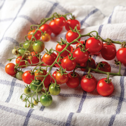 Seeds - Tomato (Cherry), Pinky OG (SGH)