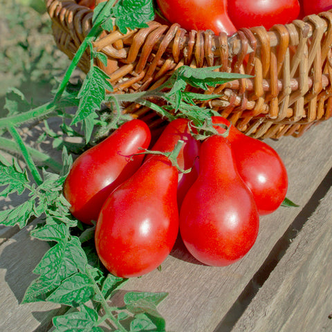 Seeds - Tomato (Cherry), Austin's Red Pear OG (SGH)