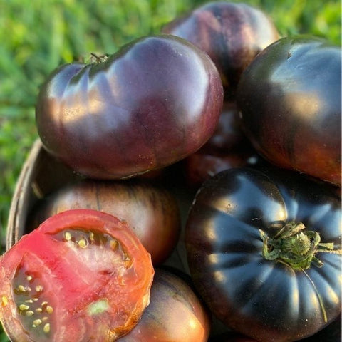 Seeds - Tomato (Regular), Black Beauty OG (F)