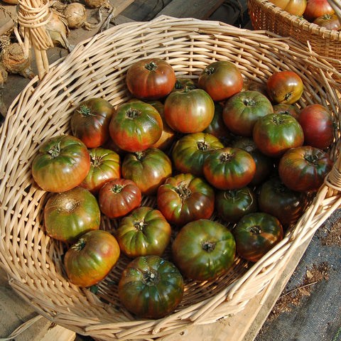 Organic Cherokee Purple Tomato
