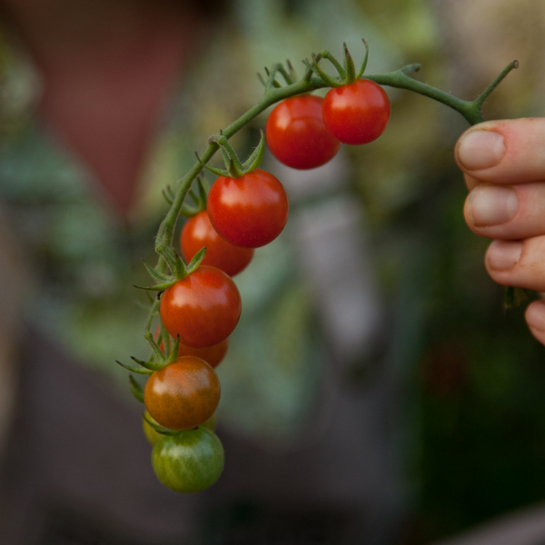 Seeds - Tomato (Cherry), Chiapas OG (F)