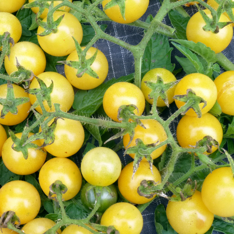 Seeds - Tomato (Cherry), Coyote Cherry OG (F)