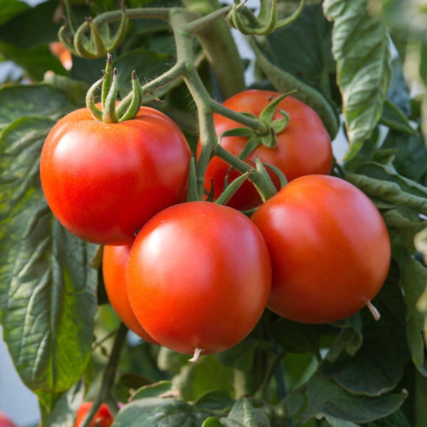 Seeds - Tomato (Regular), Crimson Sprinter OG (SGH)
