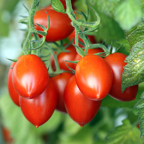 Tomato (Regular), Fiaschetto di Manduria (Naturally Grown Seed)