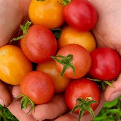 Seeds - Tomato (Cherry), Honey Drop OG (F)
