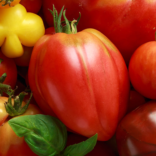 Seeds - Tomato, Hungarian Heart (Oxheart) OG (SGH)