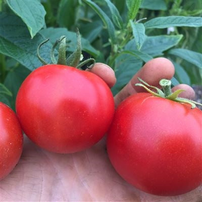 Seeds - Tomato (Dwarf), Iditarod Red Dwarf OG (F)