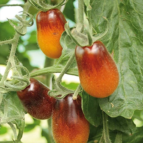 Seeds - Tomato (Cherry), Indigo Pear Drops OG (SGH)