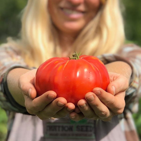 Seeds - Tomato (Regular), Italian Heirloom OG (F)
