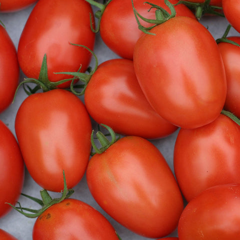 Seeds - Tomato (Regular), Lost Treasure Roma OG (SGH)