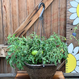 Live Plant - Tomato, Dwarf Mongolian (Hanging Basket)