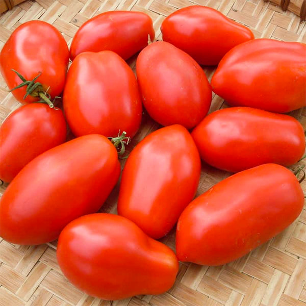 Seeds - Tomato (Regular), Napoli Roma OG (SGH)