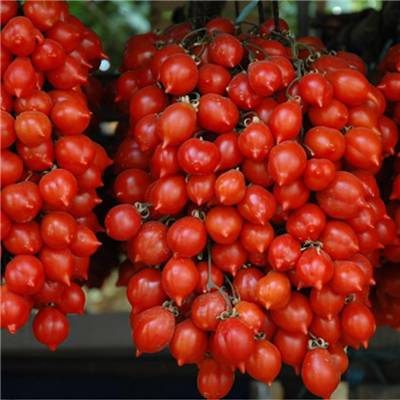 Seeds - Tomato (Cherry), Piennolo Del Vesuvio Paste OG (F)