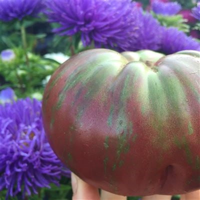 Seeds - Tomato (Regular), Berkeley Pink Tie-Dye OG (F)