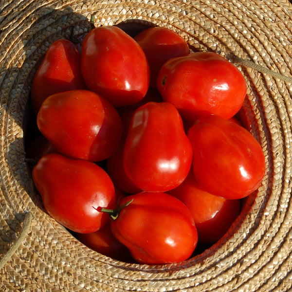 Organic Roma VF Paste Tomato