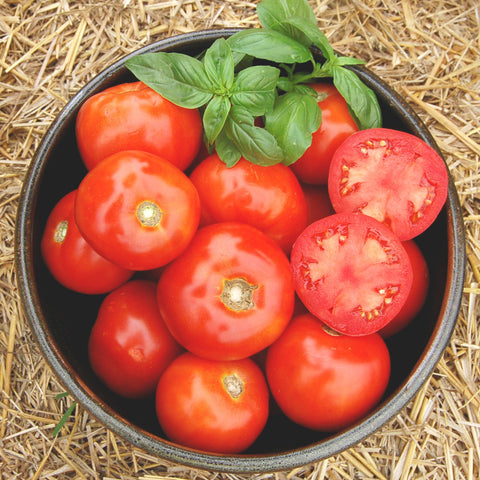Organic Rutgers Tomato