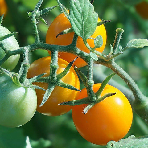Seeds - Tomato (Cherry), Sungella OG (SGH)