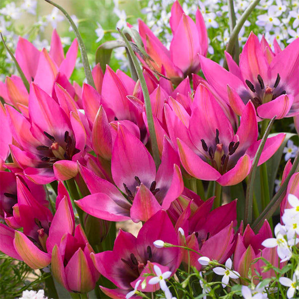 Bulbs - Tulip 'Norah' (Species Tulip)