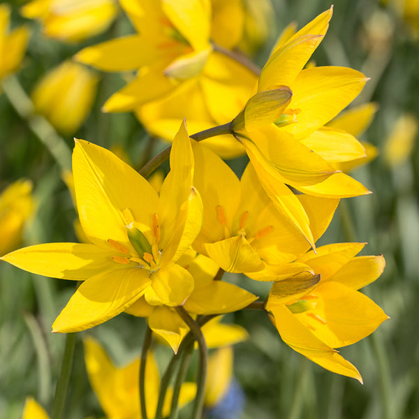 Bulbs - Tulip 'The Woodland Tulip' - PRE-ORDER FOR FALL 2025