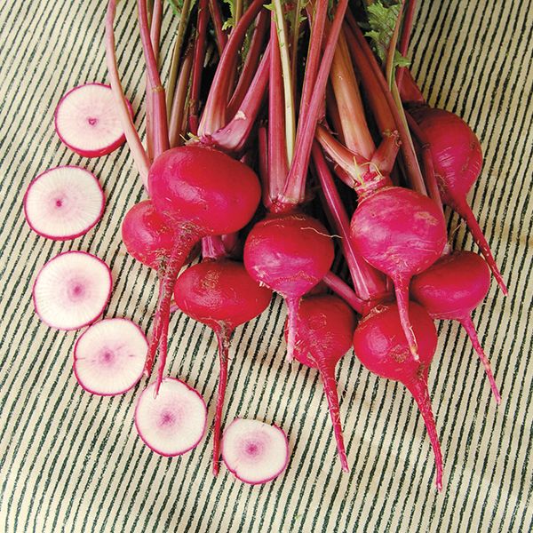 Seeds - Turnip, Scarlet Ohno Revival OG (HM)