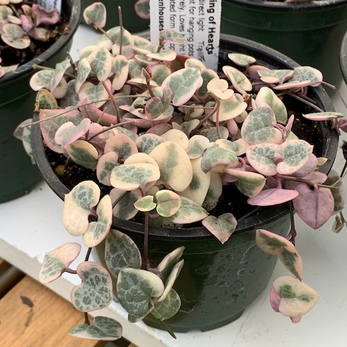 String of Hearts Variegated - Live Plant