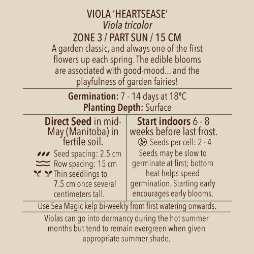 Viola, Heartsease (Organically Grown Seeds)