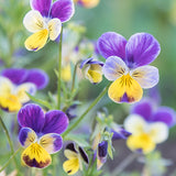 Viola, Heartsease (Organically Grown Seeds)