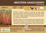 Sandcherry, Rocky Mountain - 2-gallon