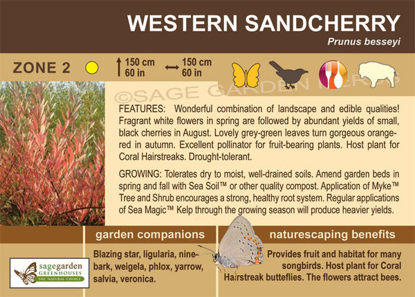 Sandcherry, Rocky Mountain - 2-gallon