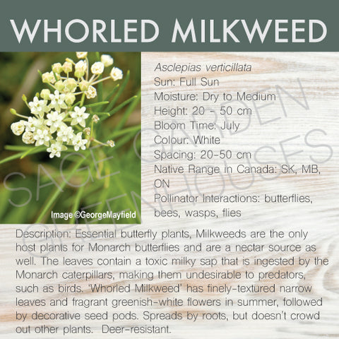 Live Plant -  Milkweed, Whorled